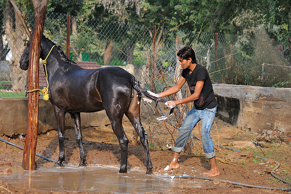 81 Km Endurance Event Stables