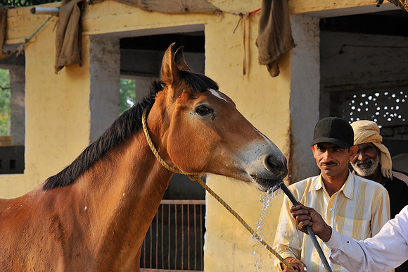 81 Km Endurance Event Stables
