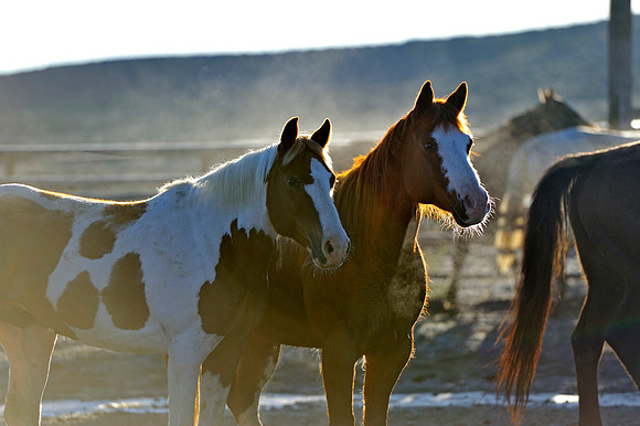 horse-ranch-sombrero-002