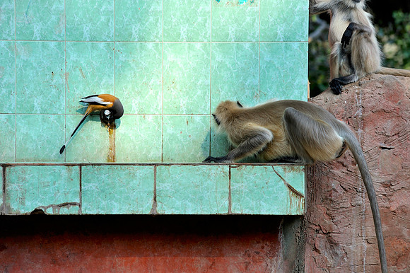 Black faced monkeys in Ranthambore Fort