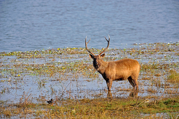 Sambar Deer Stag in Ranthambore Fort