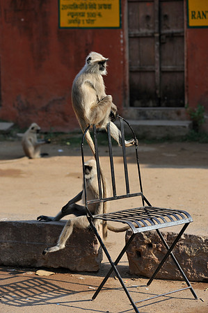 Black faced monkeys in Ranthambore Fort