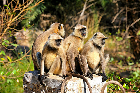 Black faced monkeys in Ranthambore Fort