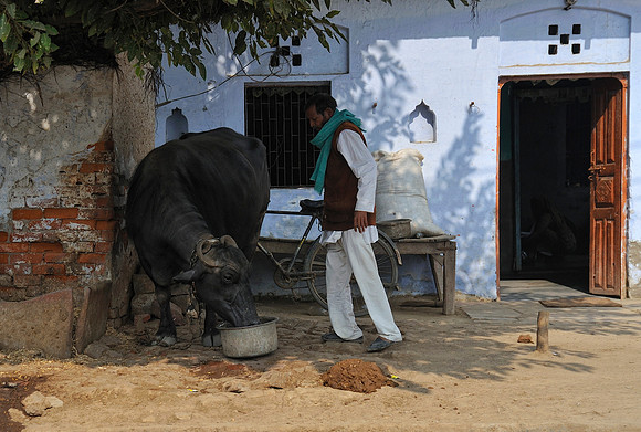 Resident with his cow