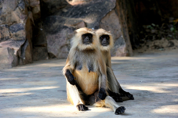 Black faced monkeys in Ranthambore Fort