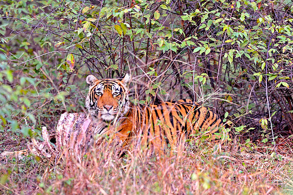 Tiger at Ranthambore