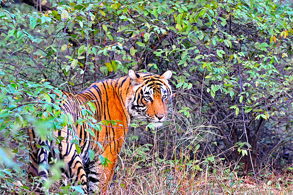 Tiger at Ranthambore