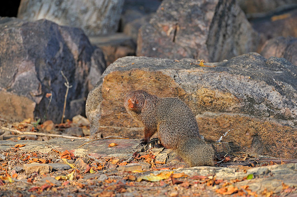 Mongoose in Ranthambore Fort