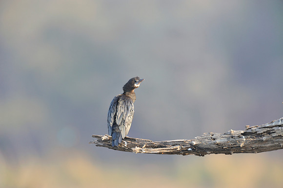 Cormorant in Ranthambore Fort