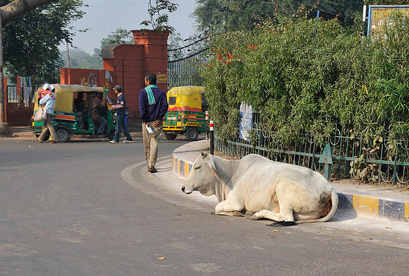 Cow on a roundabout