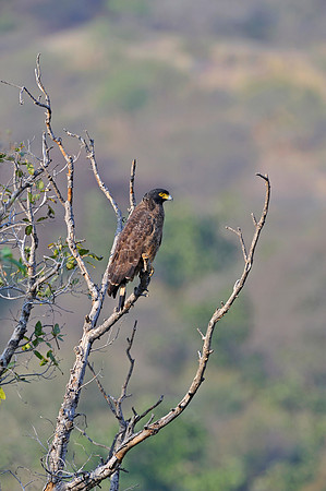 Raptor in Ranthambore Fort