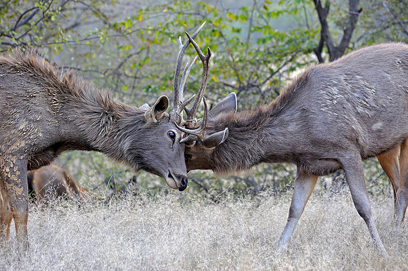 Sambar Deerin Ranthambore Fort