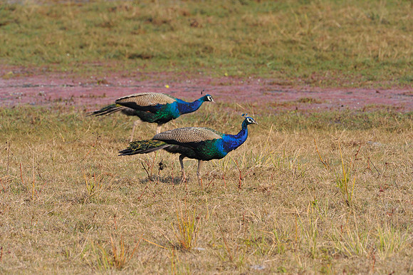 Peacocks in Ranthambore Fort