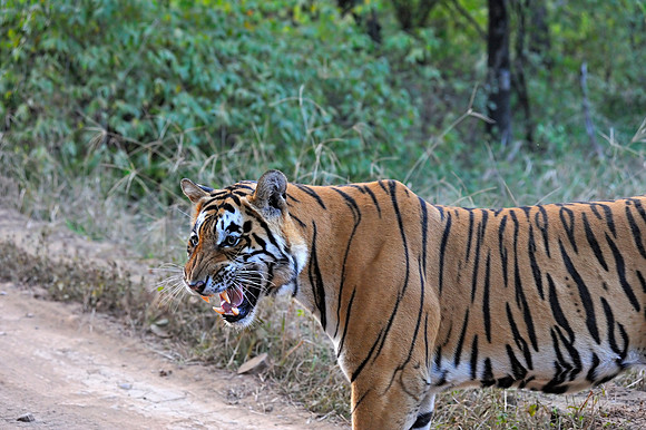 Tiger at Ranthambore