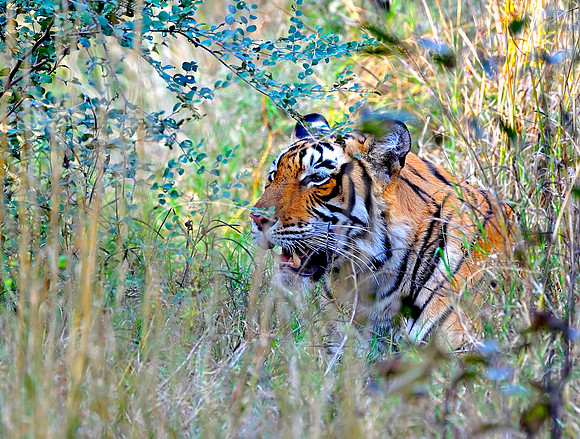 Tiger at Ranthambore