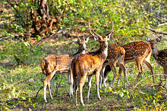 Spotted Deer in Ranthambore Fort