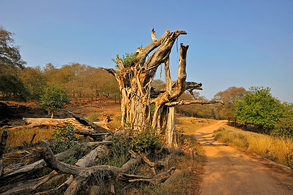 A view in Ranthambore Tiger Reserve