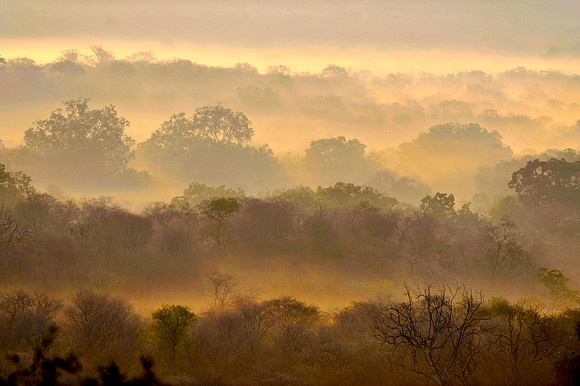 A view in Ranthambore Tiger Reserve