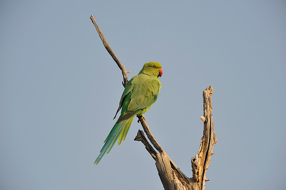 Parrot in Ranthambore Fort