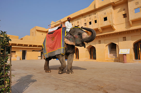 Elephant rides in the  Amber Fort,