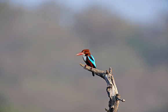 Kingfisher in Ranthambore Fort