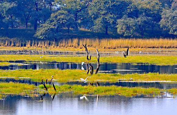 A view in Ranthambore Tiger Reserve