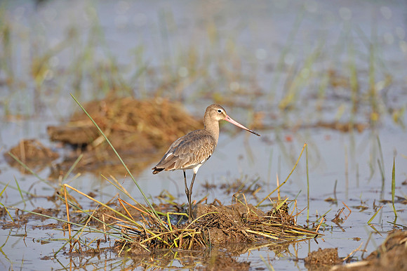 Curlew in Ranthambore Fort