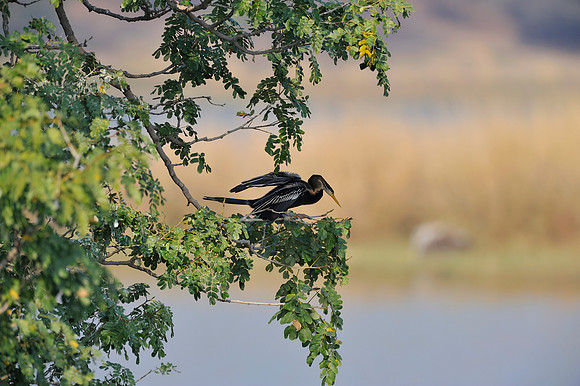 Cormorant in Ranthambore Fort