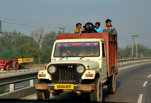 Cow transporter