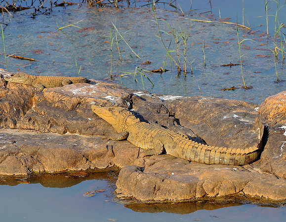 Crocodile in Ranthambore Fort