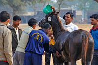 HorseDundlod.091210.0642