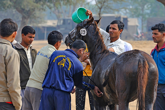 HorseDundlod.091210.0642