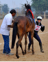 HorseDundlod.091212.1764