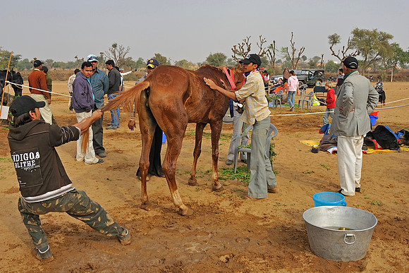 HorseDundlod.091212.2686