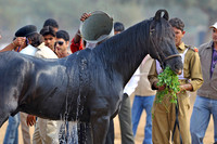 HorseDundlod.091210.0551