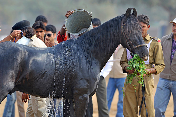 HorseDundlod.091210.0551