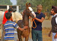 HorseDundlod.091211.0837