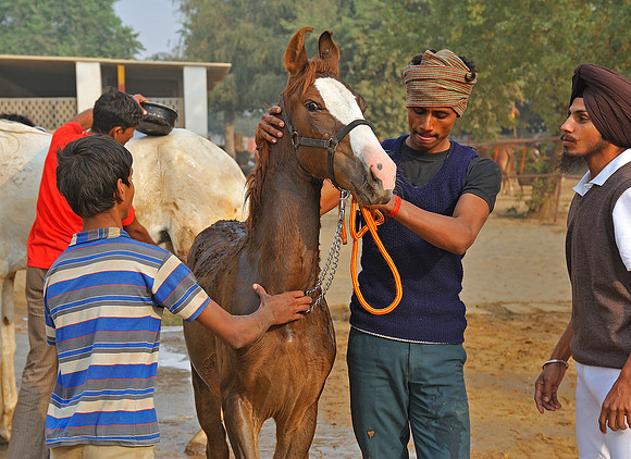 HorseDundlod.091211.0837