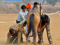 HorseDundlod.091210.0589
