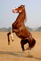 HorseDundlod.091210.0218_1