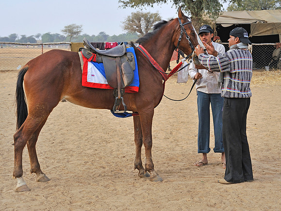 HorseDundlod.091213.4164