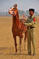 HorseDundlod.091210.0200