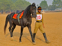 HorseDundlod.091210.0064_1
