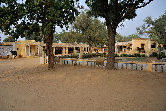 81 Km Endurance Event Stables