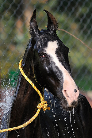 81 Km Endurance Event Stables