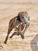 Greyhound Racing at Towcester