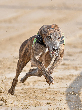 Greyhound Racing at Towcester