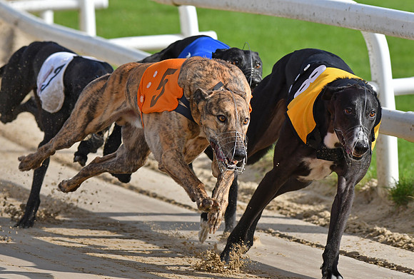 Greyhound Racing at Towcester