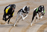 Greyhound Racing at Towcester