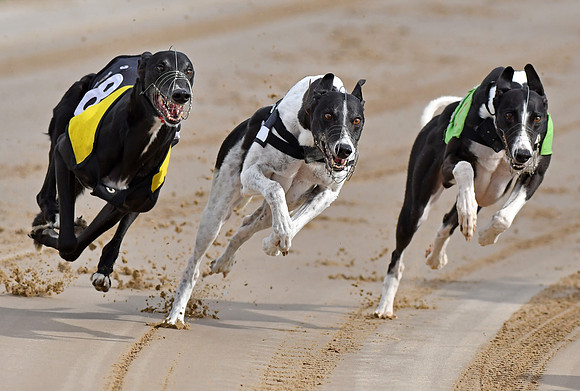 Greyhound Racing at Towcester